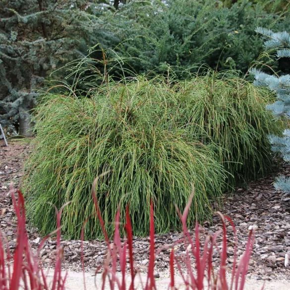 Thuja plicata 'Whipcord' 