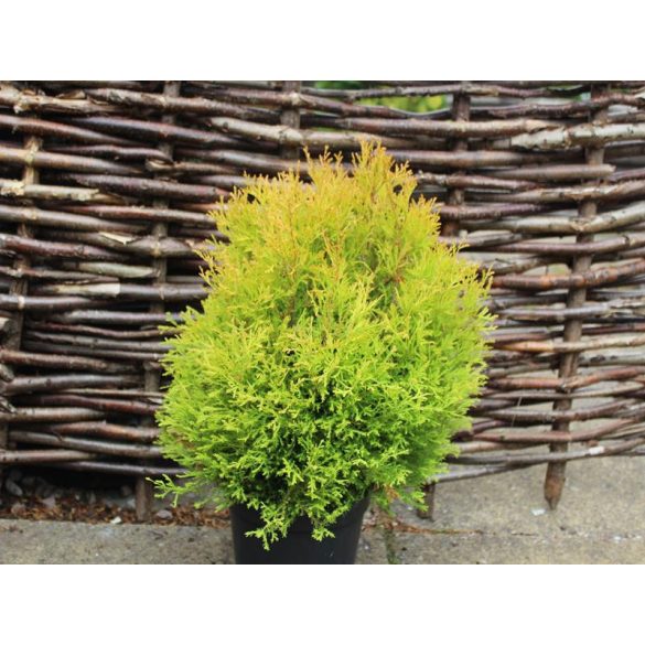 Thuja occidentalis 'Rheingold' - Rheingold-Thuja