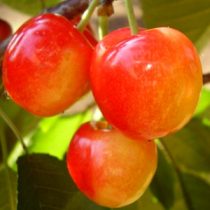   Süßkirsche – Vega – Prunus subg. Cerasus – im Container