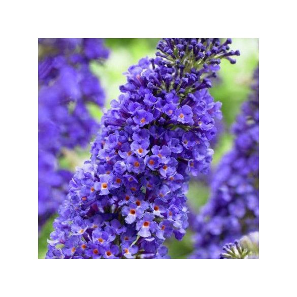 Buddleja davidii 'Empire Blue' - Schmetterlingsbäume