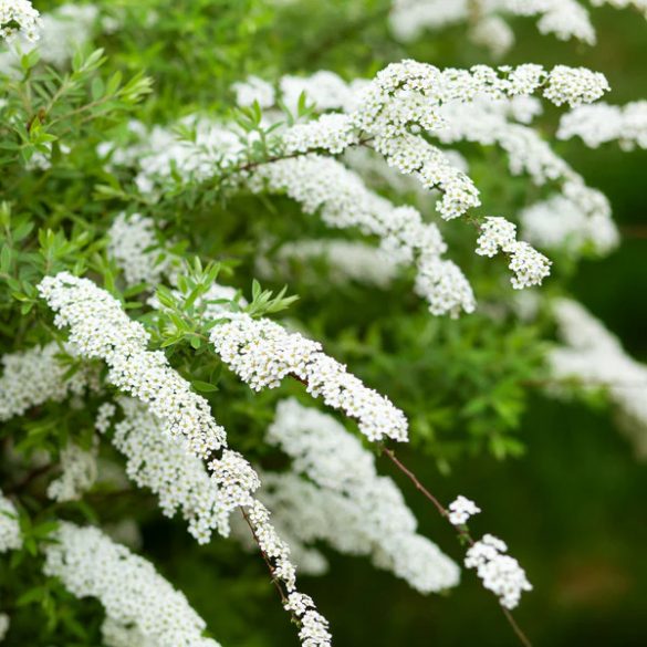 Spiraea x cinerea 'Grefsheim' - Spierstrauch