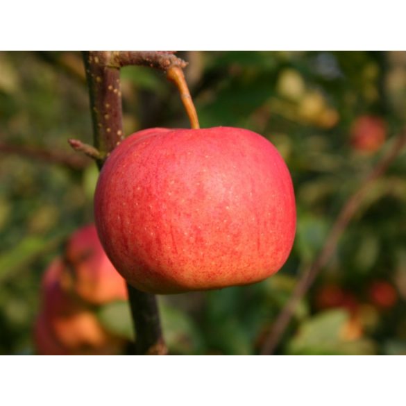 Herbst Apfel – Tenroy, Royal gala – Malus