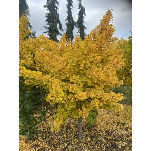 Ginkgo biloba 'Mariken' - Fächerblattbaum