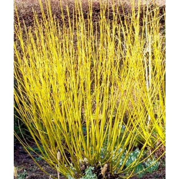 Cornus stolonifera 'Flaviramea'