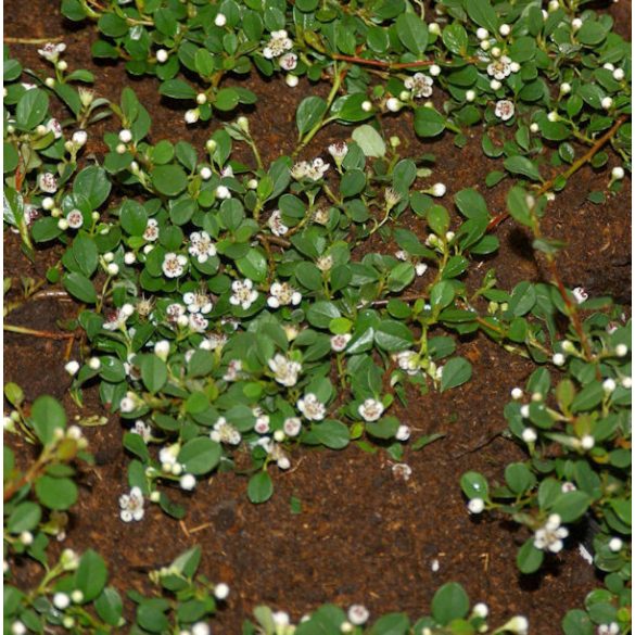 Cotoneaster dammeri 'Frieders Evergreen'