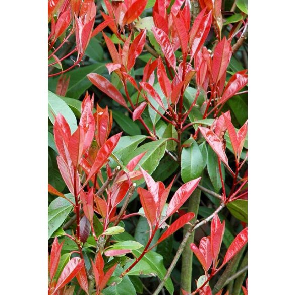 Photinia x fraseri 'Red Robin' - Korallenbeeren