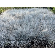 Blauschwingel (Festuca glauca) – Ziergras