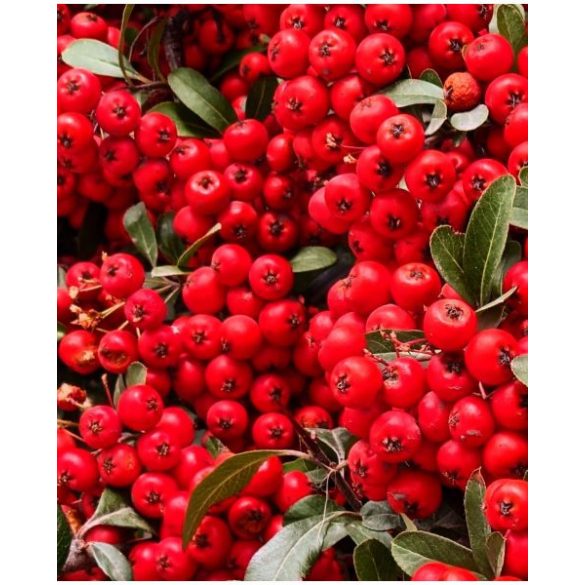 Pyracantha coccinea 'Red Column' - rote Feuerdorn