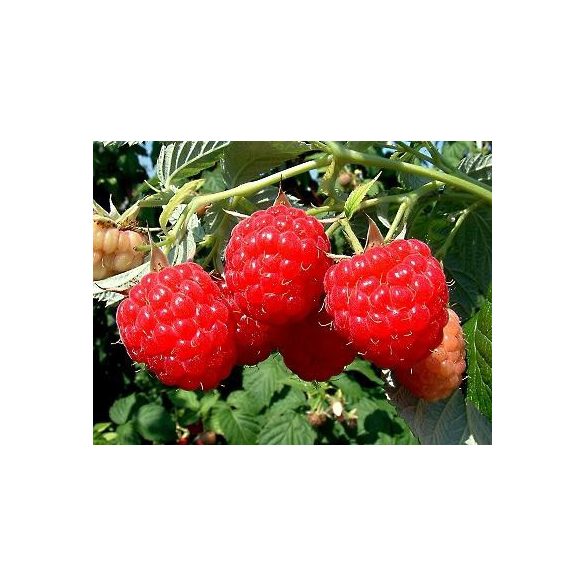 Himbeeren – Fertőder zenit - Rubus idaeus