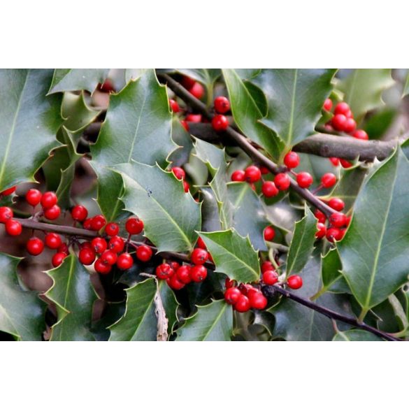 Ilex aquifolium - Stechpalme