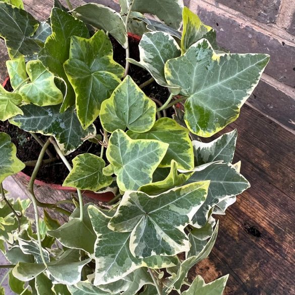 Hedera helix 'Gold Child' - Efeu