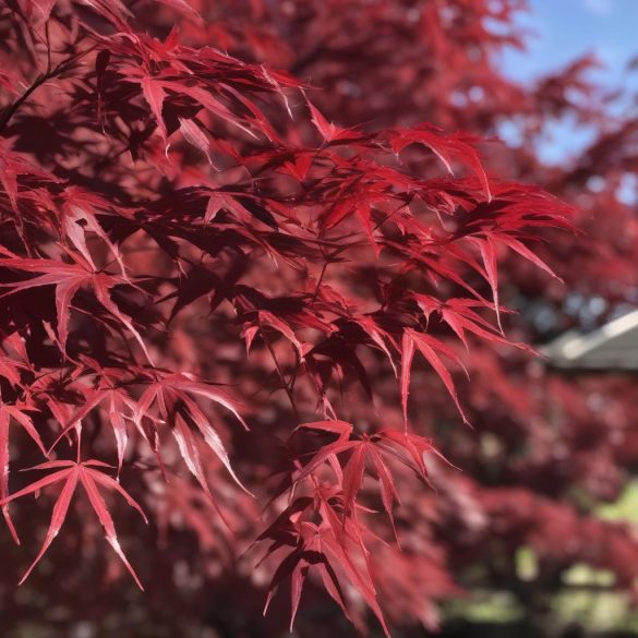 Acer palmatum 'Atropurpureum' - Japanischer Ahorn