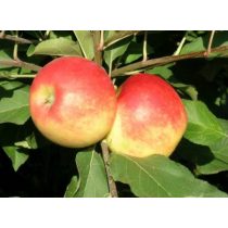 Herbst Apfel – Elstar – Malus