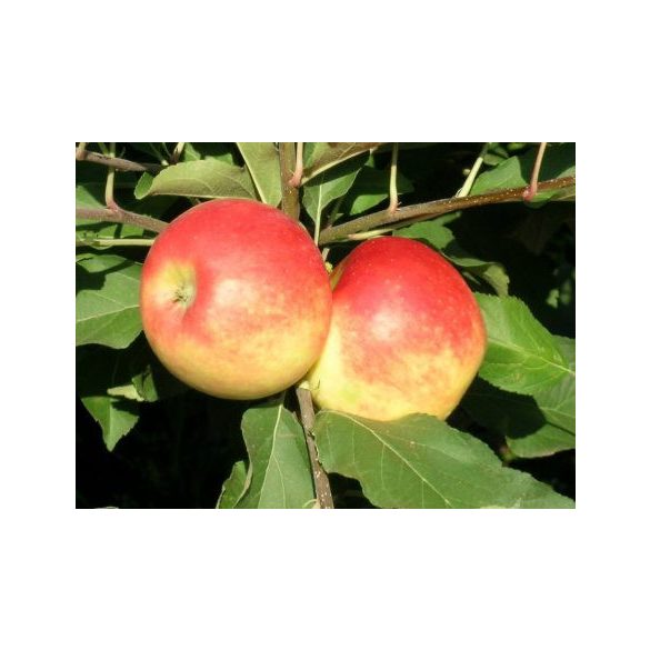 Herbst Apfel – Elstar – Malus