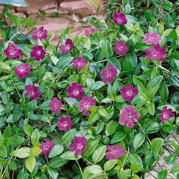 Vinca minor 'Atropurpurea'