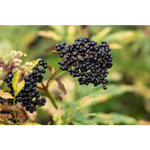 Schwarze Holunder - Sambucus nigra 'Haschberg"