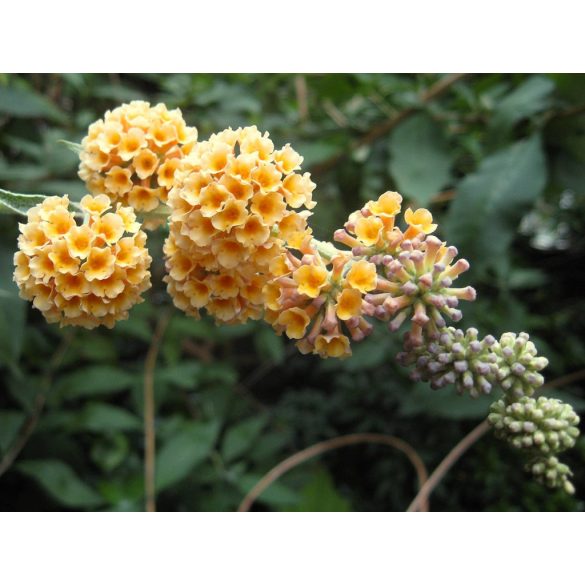 Buddleja weyeriana 'Sungold' - Schmetterlingsbäume