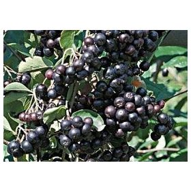 Schwarze Eberersche, Apfelbeeren – Aronia