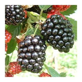 Brombeeren – Rubus