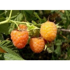 Himbeere – Rubus idaeus