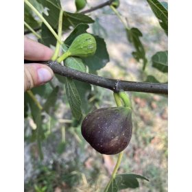 Feige – Ficus carica