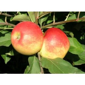 Herbst Apfel Sorten – Malus