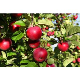 Sommer Apfel Sorten – Malus