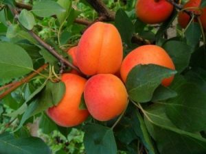 Aprikose - Marille - Ungarische Beste - Prunus armeniaca